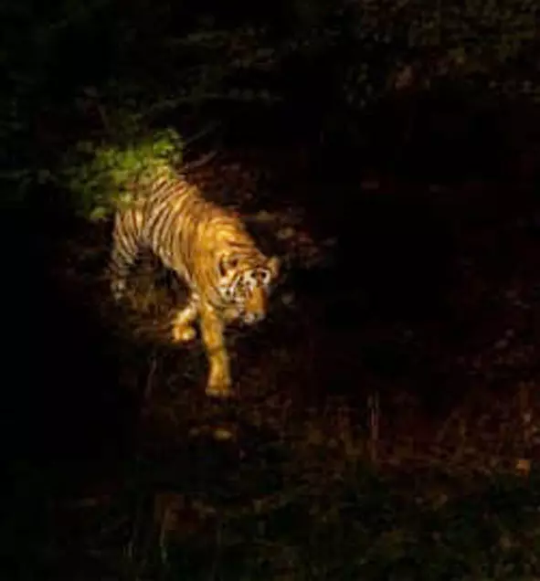 वन्यप्राणियों का जीवनरक्षक बना मोहघाटा का अंडरपास, अब दुर्घटना में नहीं हो रहे शिकार वन्यप्राणियों का जीवनरक्षक बना मोहघाटा का अंडरपास, अब दुर्घटना में नहीं हो रहे शिकार