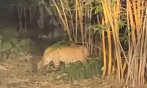 अमरावती के बांबू गार्डन में घूमते दिखे दो तेंदुए , एक घायल, खतरा बरकरार अमरावती के बांबू गार्डन में घूमते दिखे दो तेंदुए , एक घायल, खतरा बरकरार