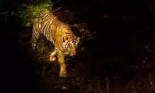 वन्यप्राणियों का जीवनरक्षक बना मोहघाटा का अंडरपास, अब दुर्घटना में नहीं हो रहे शिकार