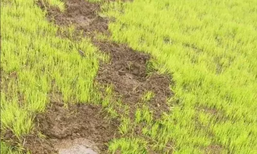 गडचिरोली के इंजेवारी में हाथी के हमले में मृत्यु की उड़ी अफवाह