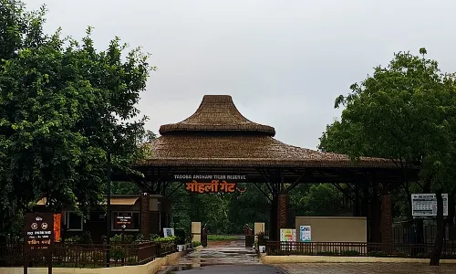 1 जुलाई से ताड़ोबा कोर जोन में जंगल सफारी बंद