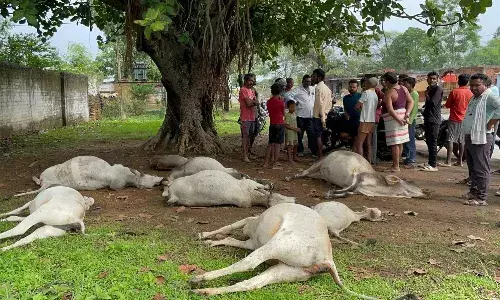 आधा दर्जन गांवों के आसपास बाघ और बघीरे का मूवमेंट