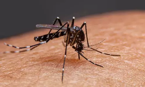 बारिश आते ही डेंगू का बढ़ने लगता है खतरा, तो इन उपायों का करें इस्तेमाल