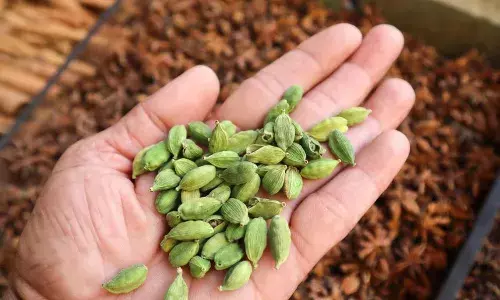अपने शरीर को रखना है हेल्दी, तो सिर्फ सात दिन तक खाएं हरी इलायची, मिलेंगे बहुत से लाभ