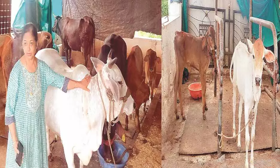 गौ-प्रेम - तीसरी मंजिल पर बनाई गौशाला, देश की नामचीन प्रजाति की 21 गायों का पालन गौ-प्रेम - तीसरी मंजिल पर बनाई गौशाला, देश की नामचीन प्रजाति की 21 गायों का पालन