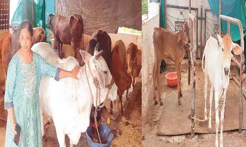 गौ-प्रेम - तीसरी मंजिल पर बनाई गौशाला, देश की नामचीन प्रजाति की 21 गायों का पालन गौ-प्रेम - तीसरी मंजिल पर बनाई गौशाला, देश की नामचीन प्रजाति की 21 गायों का पालन