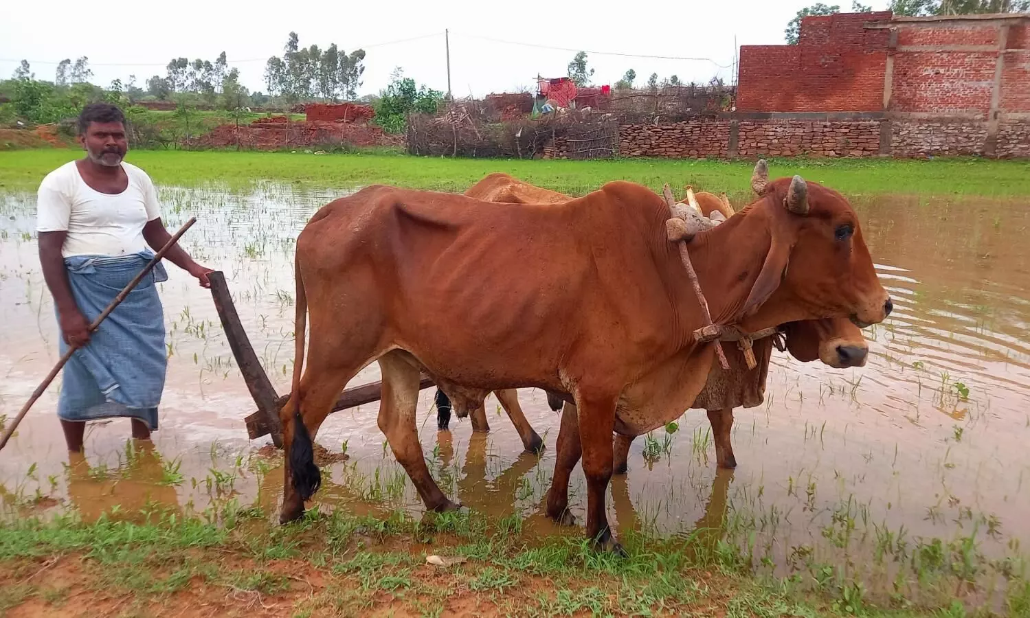 बारिश होने के साथ धान की बुआई शुरू, किसानों ने बताया हल की जुताई से अच्छी पैदावार बारिश होने के साथ धान की बुआई शुरू, किसानों ने बताया हल की जुताई से अच्छी पैदावार