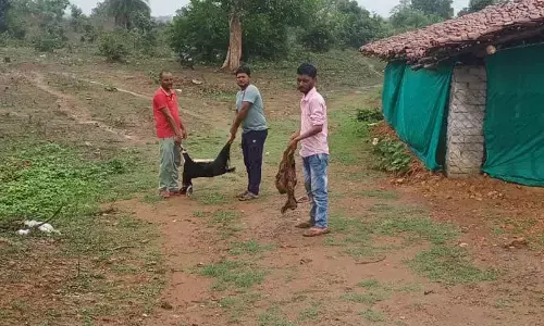 भंडारा में घरों में घुसकर तेंदुआ चट कर रहा बकरियां