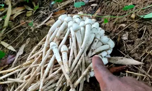 जंगली मशरूम खाने से एक ही परिवार के 5 लाेगों को विषबाधा