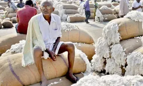 कपास उत्पादन में भारी कमी हाई कोर्ट ने कसा तंज, सरकार जिम्मेदार