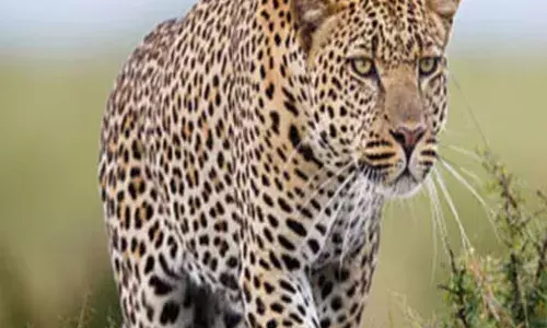 तेंदुए ने लगाई दोपहिया पर छलांग, बेटी घायल, बाल-बाल बचा परिवार तेंदुए ने लगाई दोपहिया पर छलांग, बेटी घायल, बाल-बाल बचा परिवार