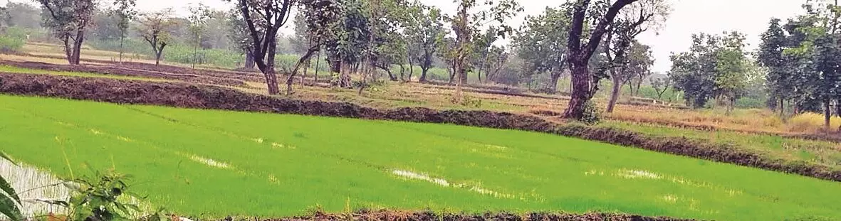 जैविक खेती की ओर रूझान , 5500 हेक्टेयर में उपजेगा कीटनाशक मुक्त धान जैविक खेती की ओर रूझान , 5500 हेक्टेयर में उपजेगा कीटनाशक मुक्त धान