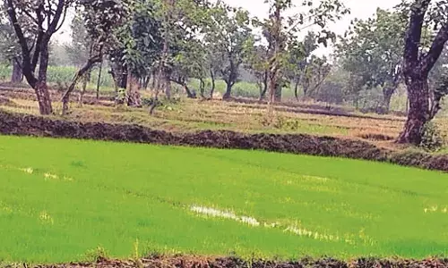 जैविक खेती की ओर रूझान ,  5500 हेक्टेयर में उपजेगा कीटनाशक मुक्त धान