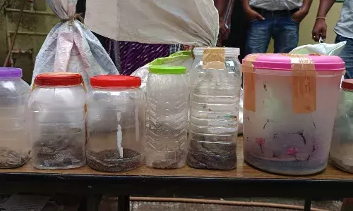 हिंगनघाट में सांप तस्करी का भंडाफोड़, वन विभाग ने 4 तस्करों को किया  गिरफ्तार