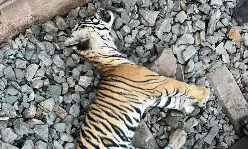 ट्रेन की चपेट में आने से 8 माह की टाइग्रेस की मौत
