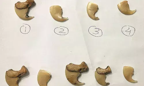 करंट लगाकर बाघ का शिकार करने वाले 6 लोगों को दबोचा