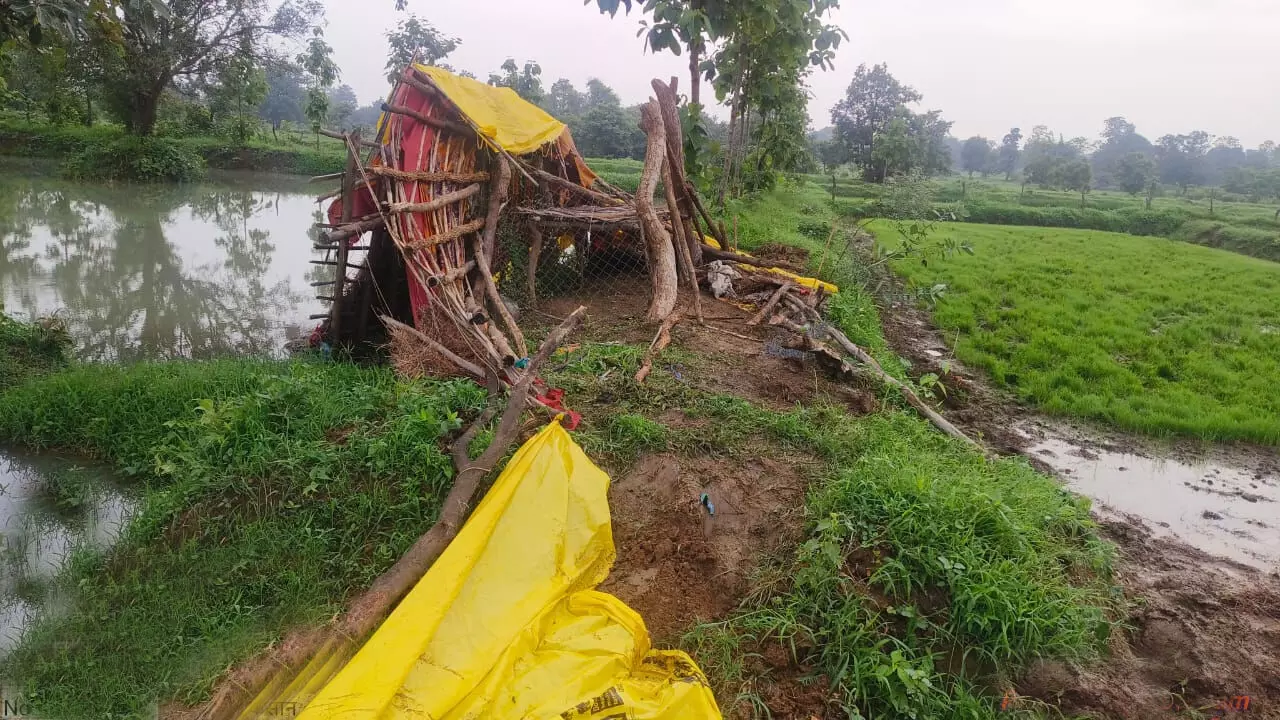 गड़चिरोली जिले के देलोड़ा में जंगली हाथियों ने मचाया उत्पात गड़चिरोली जिले के देलोड़ा में जंगली हाथियों ने मचाया उत्पात