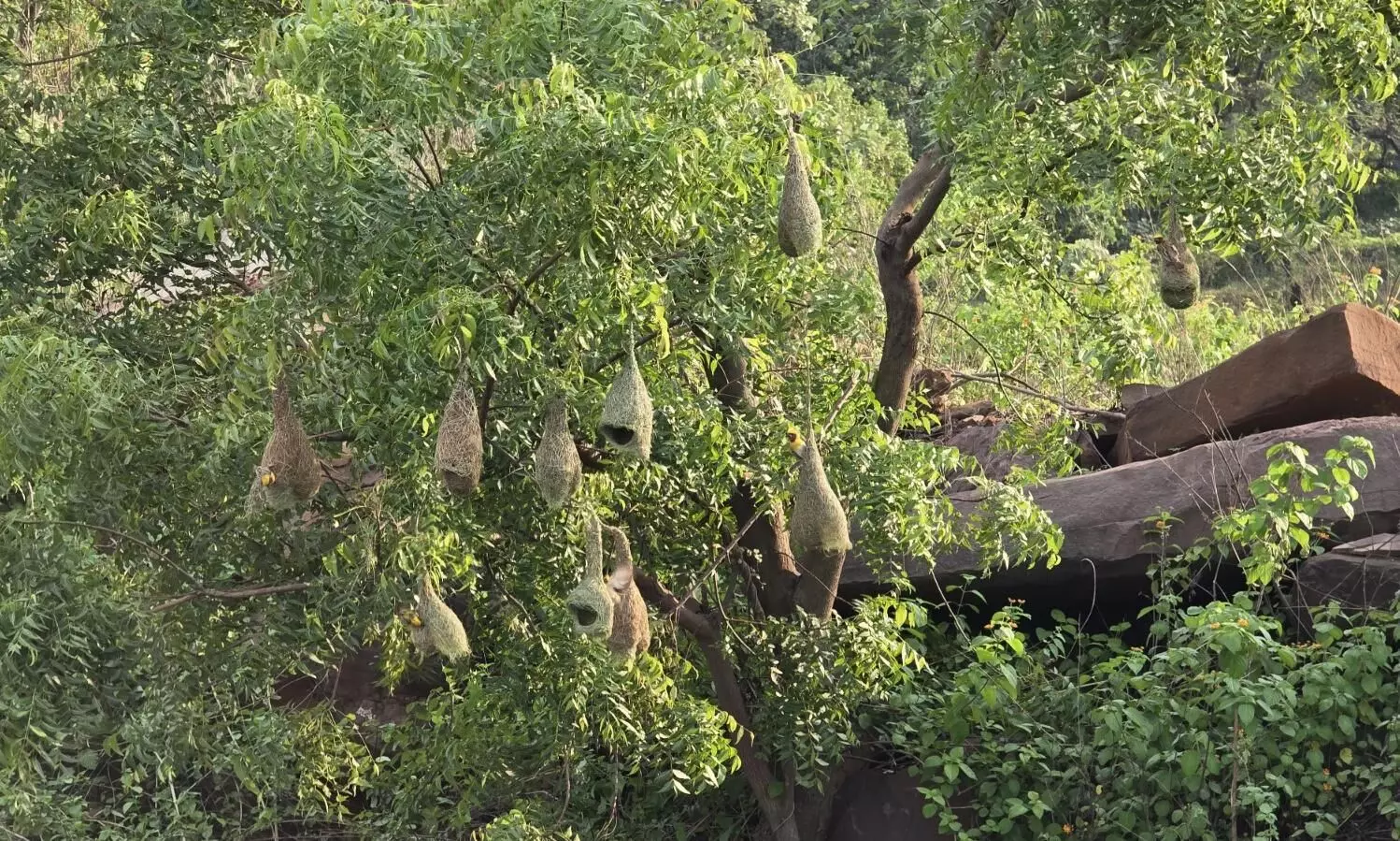 बच्चों को बारिश से बचाने बया पक्षी ने बनाये घोंसले, कुशल कारीगरी देखकर आकर्षित हो रहे है पक्षी पे्रमी बच्चों को बारिश से बचाने बया पक्षी ने बनाये घोंसले, कुशल कारीगरी देखकर आकर्षित हो रहे है पक्षी पे्रमी