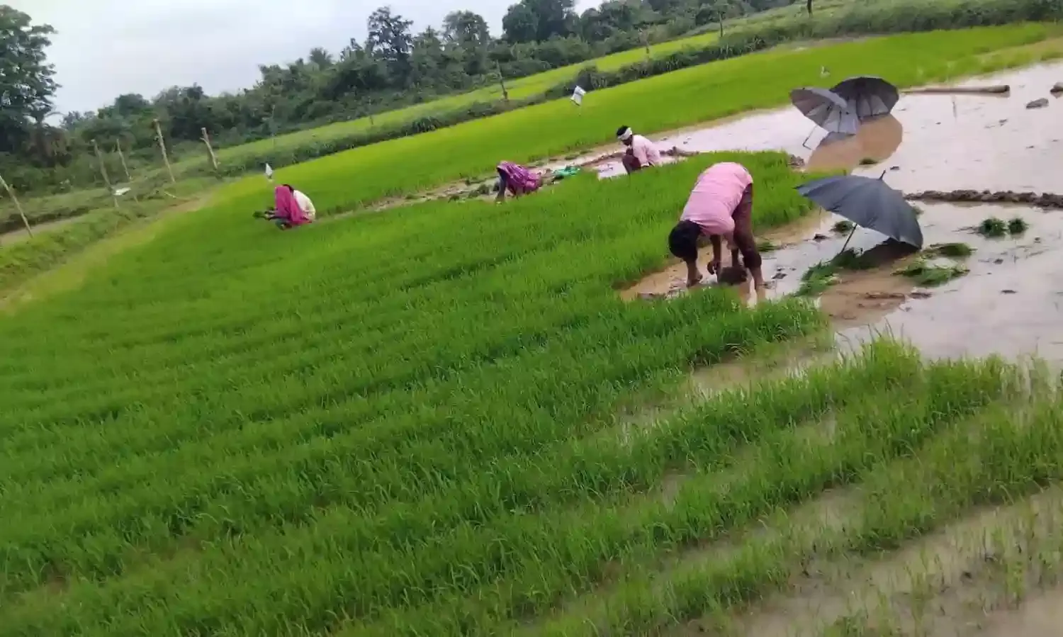 बारिश के बाद खेतों में धान रोपाई में जुटे किसान
