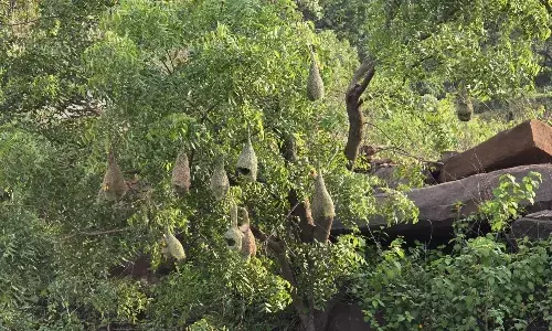 बच्चों को बारिश से बचाने बया पक्षी ने बनाये घोंसले, कुशल कारीगरी देखकर आकर्षित हो रहे है पक्षी पे्रमी