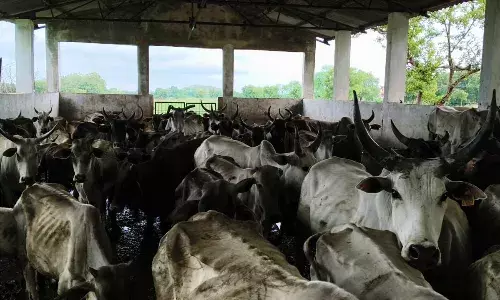 मुख्य सड़को से आवारा मवेशियों को हटाकर भेजा गया गौशाला