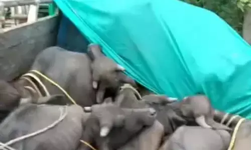 पशु तस्करी करते हुए पशुओं सहित वाहन को पकड़ा