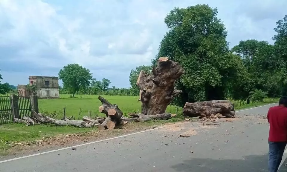 सीएम हेल्पलाइन शिकायत के बाद हटाए गए पन्ना-पहाड़ीखेड़ा मार्ग से सूखे पेड़, टला हादसा सीएम हेल्पलाइन शिकायत के बाद हटाए गए पन्ना-पहाड़ीखेड़ा मार्ग से सूखे पेड़, टला हादसा