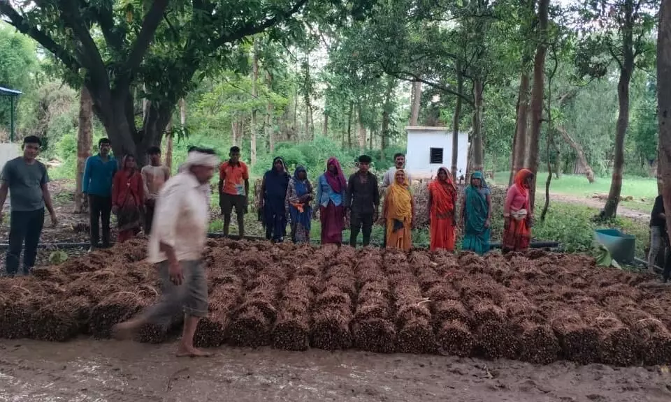 चंदिया की नर्सरी से फैलेगी 4 जिलों में हरियाली चंदिया की नर्सरी से फैलेगी 4 जिलों में हरियाली
