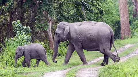 गडचिरोली के चुरचुरा के जंगलों में विचरण कर रहा जंगली हाथियों का झुंड गडचिरोली के चुरचुरा के जंगलों में विचरण कर रहा जंगली हाथियों का झुंड