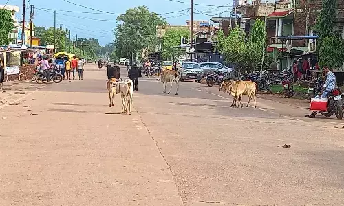 सड़क पर अवारा मवेशी दे रहे हादसों को आमंत्रण
