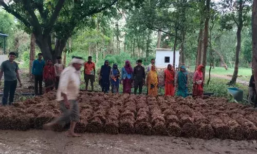 चंदिया की नर्सरी से फैलेगी 4 जिलों में हरियाली