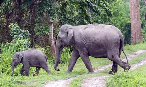 गडचिरोली के चुरचुरा के जंगलों में विचरण कर रहा जंगली हाथियों का झुंड