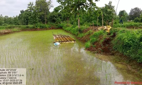 गड़चिरोली के बोरी के खेतों में Iघुसकर जंगली हाथियों ने मचाया उत्पात