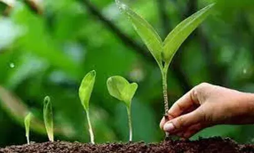 नागपुर शहर के दो बड़े प्रोजेक्ट्स के लिए पेड़ लगाने की है योजना
