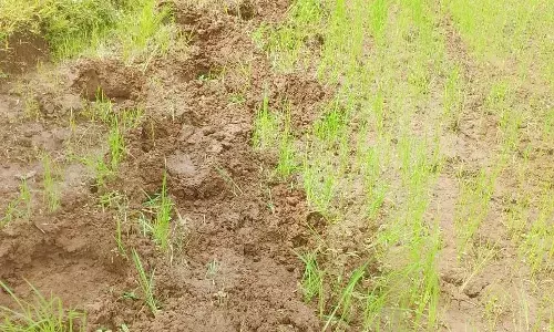 गड़चिरोली में उत्पात मचा रहे जंगली हाथियों ने फिर उजाड़ दीं धान की फसलें