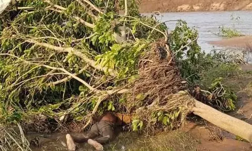 रूंज नदीं में बहे वृद्ध की पेड़ में अटकी मिली लाश, धरमपुर थाना क्षेत्र के इचौलिया गांव से नहाते समय बह गया था वृद्ध