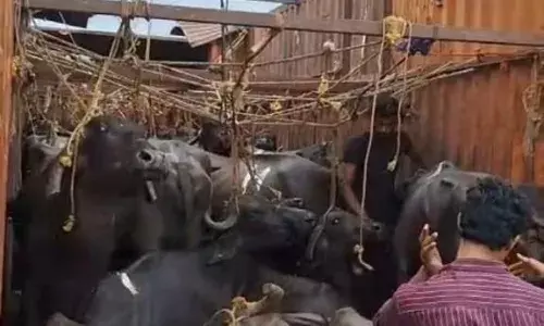 कन्टेनर से ले जाये जा रहे ३७ नग भैंस वंशीय पशु पुलिस ने किए बरामद