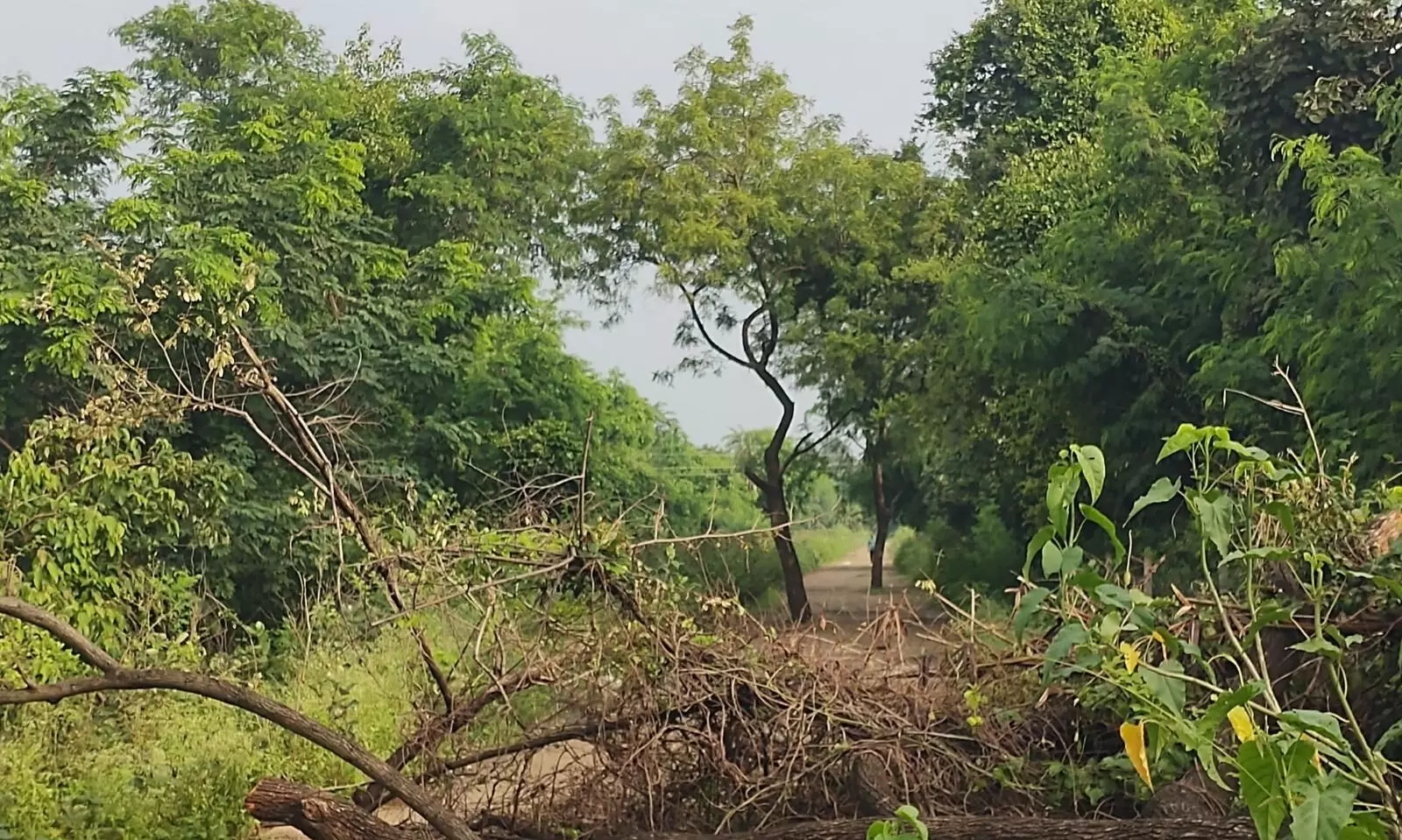 पथ विहार पर मुसीबत, रास्ते में गिरा पेड बन रहा परेशानी का सबब पथ विहार पर मुसीबत, रास्ते में गिरा पेड बन रहा परेशानी का सबब