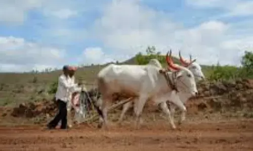 महाराष्ट्र के किसानों पर 2,60,799.90 करोड़ ऋण का बकाया - माफ करने की कोई योजना नहीं