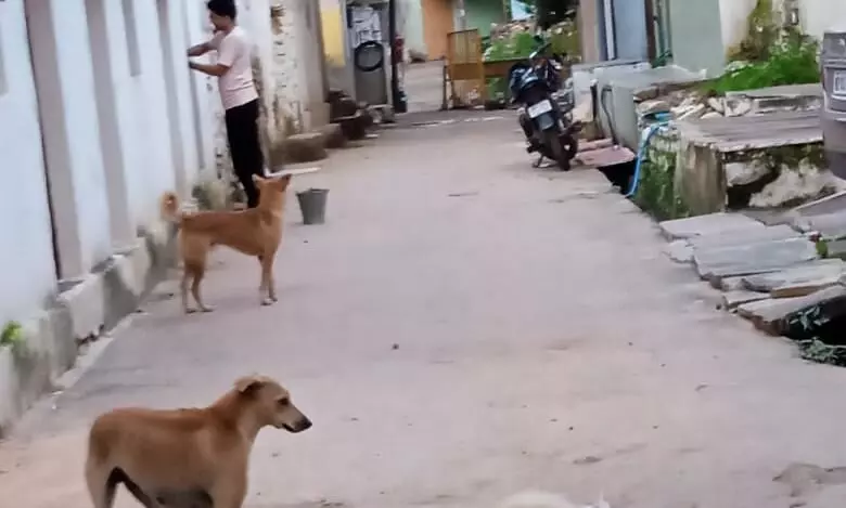 पन्ना में आवारा कुत्तों का आतंक, एक दिन में एक दर्जन से ज़्यादा घायल पन्ना में आवारा कुत्तों का आतंक, एक दिन में एक दर्जन से ज़्यादा घायल
