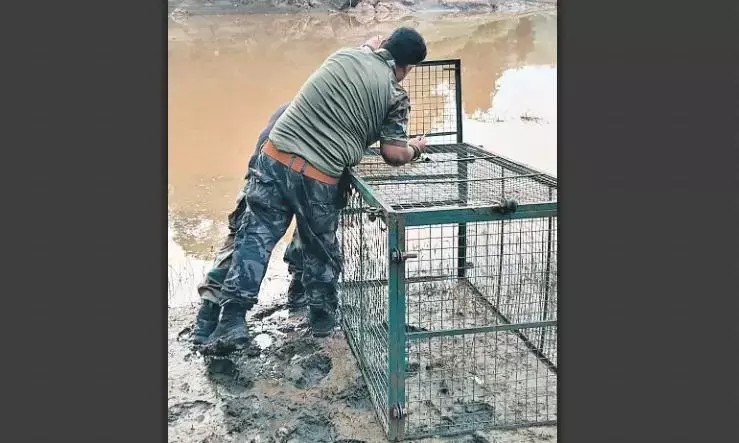 भेड़ाघाट पंचवटी में मगरमच्छ को पकड़ने के लिए अब वन विभाग ने लगाया पिंजरा