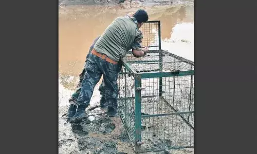 भेड़ाघाट पंचवटी में मगरमच्छ को पकड़ने के लिए अब वन विभाग ने लगाया पिंजरा