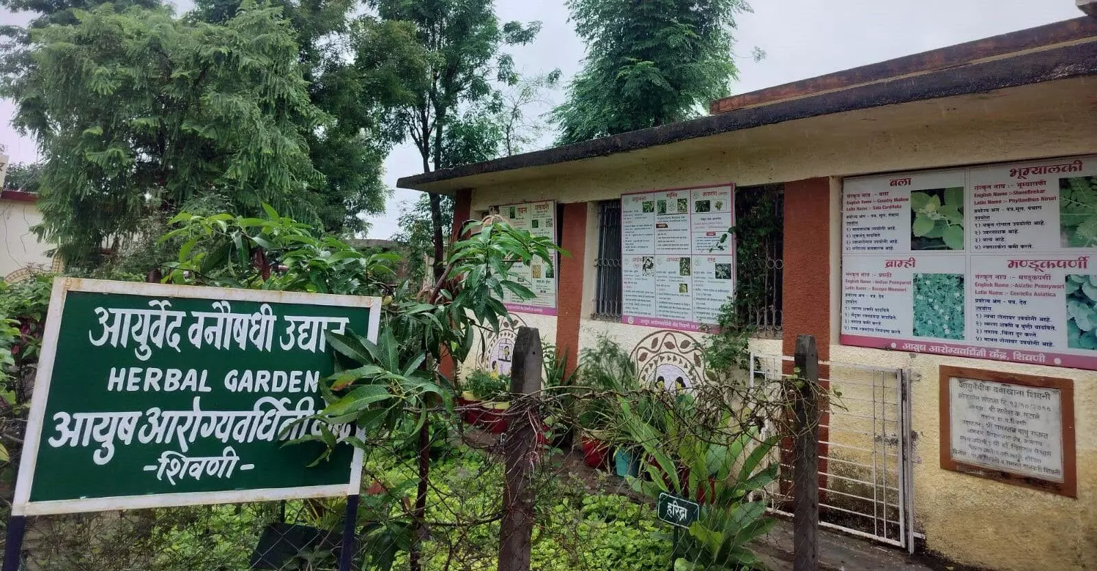 अस्पताल में बनाया हर्बल बगीचा, यहीं की वनस्पति से मरीजों का इलाज अस्पताल में बनाया हर्बल बगीचा, यहीं की वनस्पति से मरीजों का इलाज
