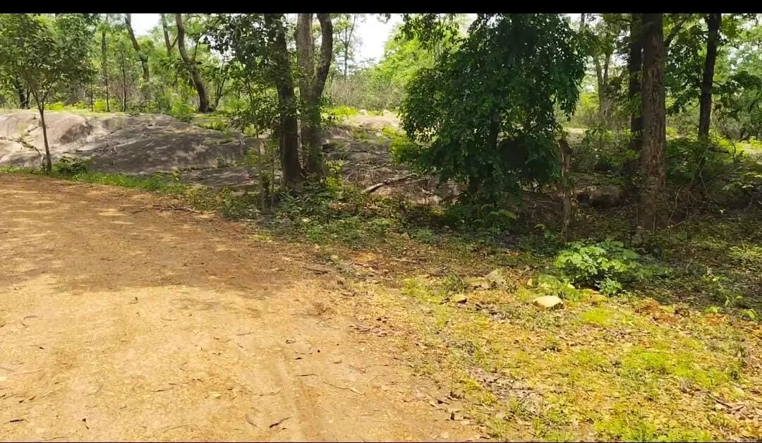 गोंदिया के 101 गांवों को मिलेगी एक हजार हेक्टेयर वन जमीन गोंदिया के 101 गांवों को मिलेगी एक हजार हेक्टेयर वन जमीन