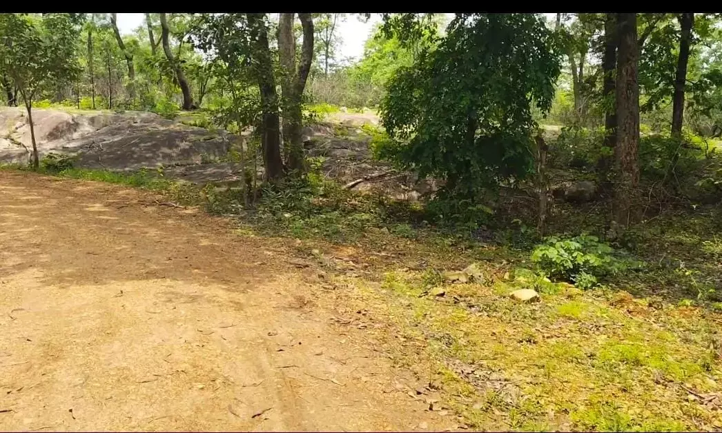गोंदिया के 101 गांवों को मिलेगी एक हजार हेक्टेयर वन जमीन