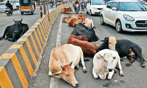 सड़कों पर आवारा मवेशियों का डेरा, खतरे में लोगों की जान, जिम्मेदार बेफिक्र