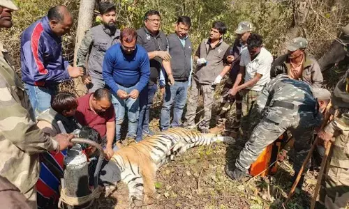 पन्ना की बाघिन ने आबाद किया चित्रकूट का जंगल, बाघिन पी-२१३(२२) ने नौं वर्ष पूर्व यहां के जंगल में दी थी दस्तक पन्ना की बाघिन ने आबाद किया चित्रकूट का जंगल, बाघिन पी-२१३(२२) ने नौं वर्ष पूर्व यहां के जंगल में दी थी दस्तक