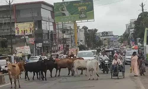 सड़क पर आवारा पशुओं का डेरा, लग रहा जाम, हो रही दुर्घटनाए सड़क पर आवारा पशुओं का डेरा, लग रहा जाम, हो रही दुर्घटनाए