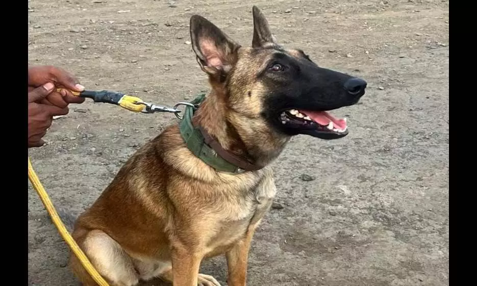डॉग स्कॉड की मदद से बाघ की तलाश, पारशिवनी में पीछा कर रहे हैं खोजी कुत्ते डॉग स्कॉड की मदद से बाघ की तलाश, पारशिवनी में पीछा कर रहे हैं खोजी कुत्ते