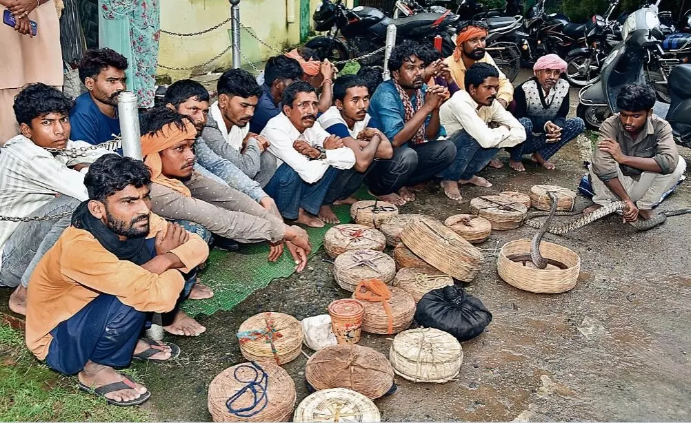 कोबरा और धामन प्रजाति के 58 सांपों का किया रेस्क्यू कोबरा और धामन प्रजाति के 58 सांपों का किया रेस्क्यू